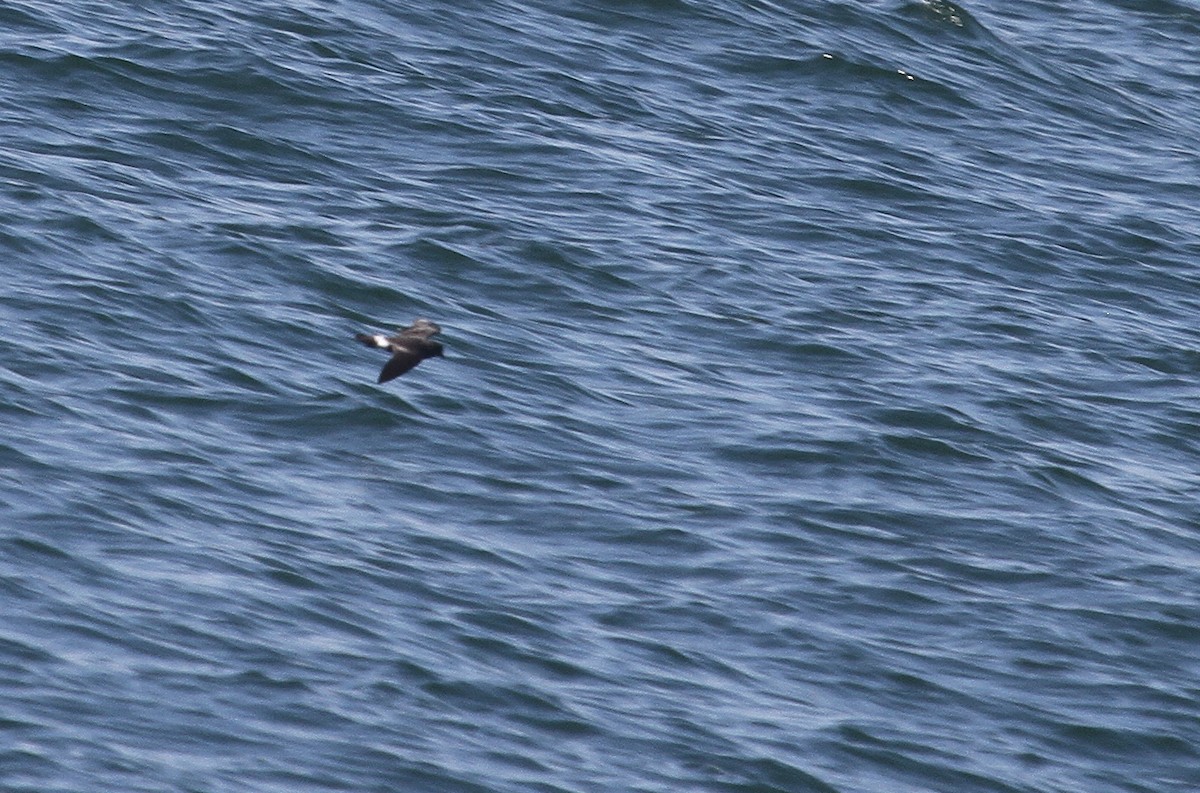 Band-rumped Storm-Petrel - Esme Rosen