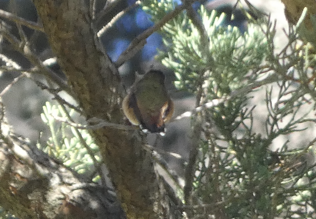 Rufous/Allen's Hummingbird - ML622678857