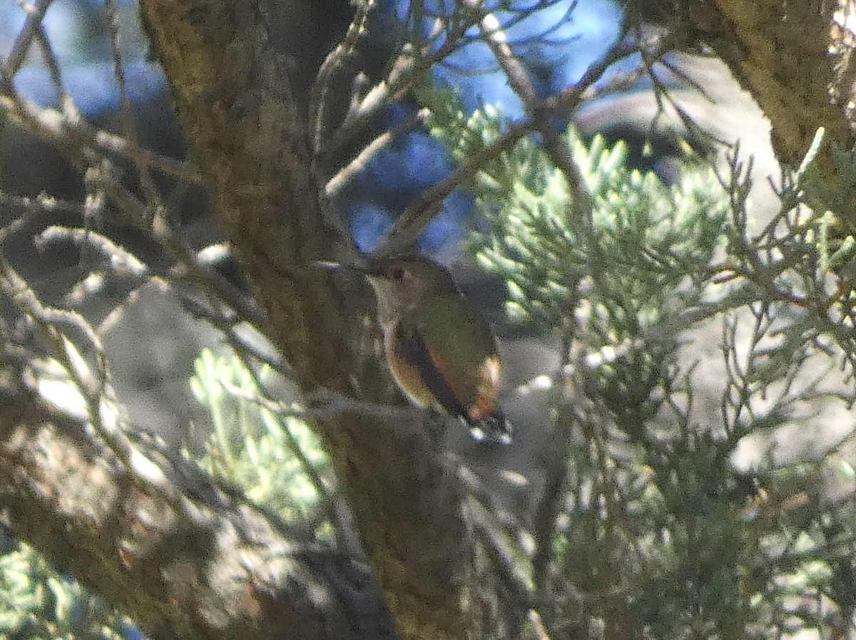 Rufous/Allen's Hummingbird - ML622678858