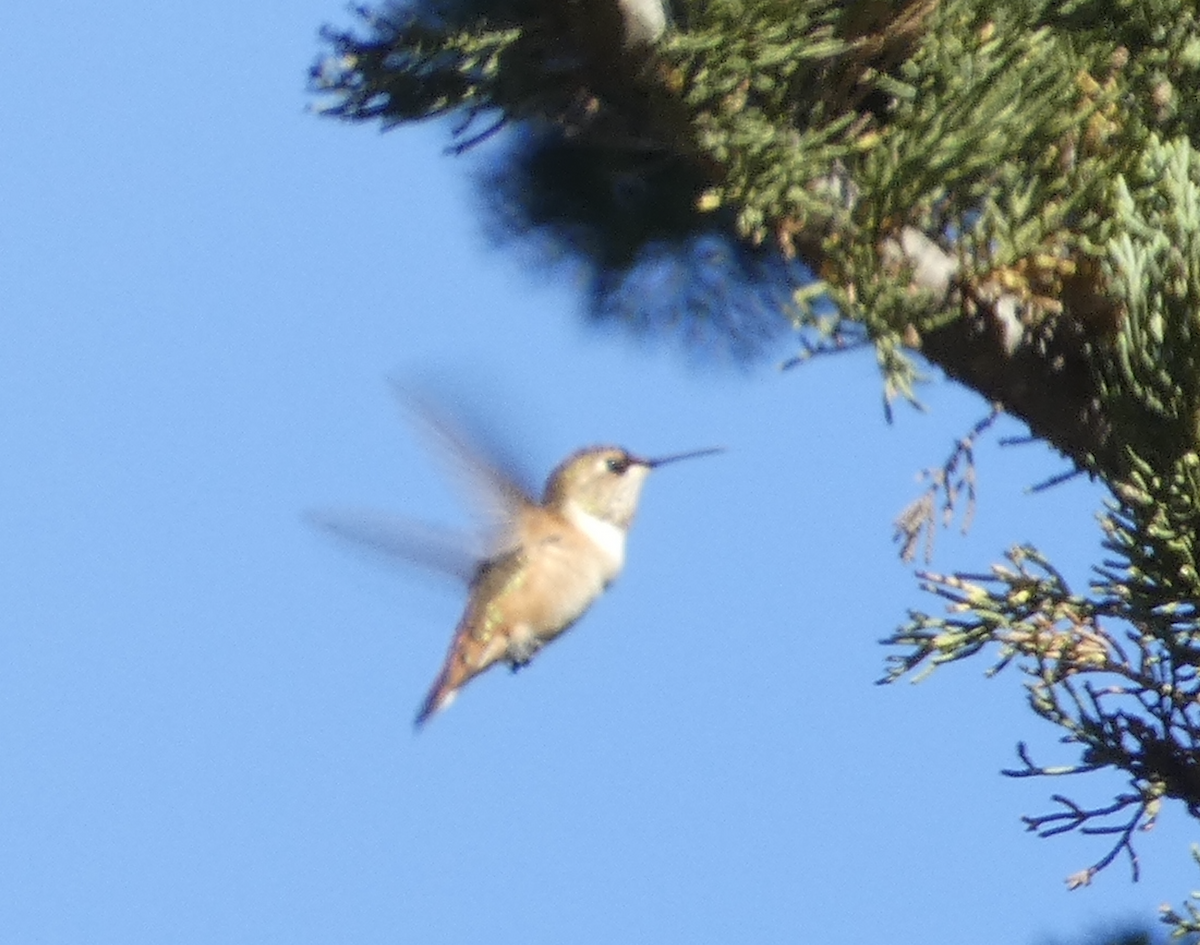 Rufous/Allen's Hummingbird - ML622678859