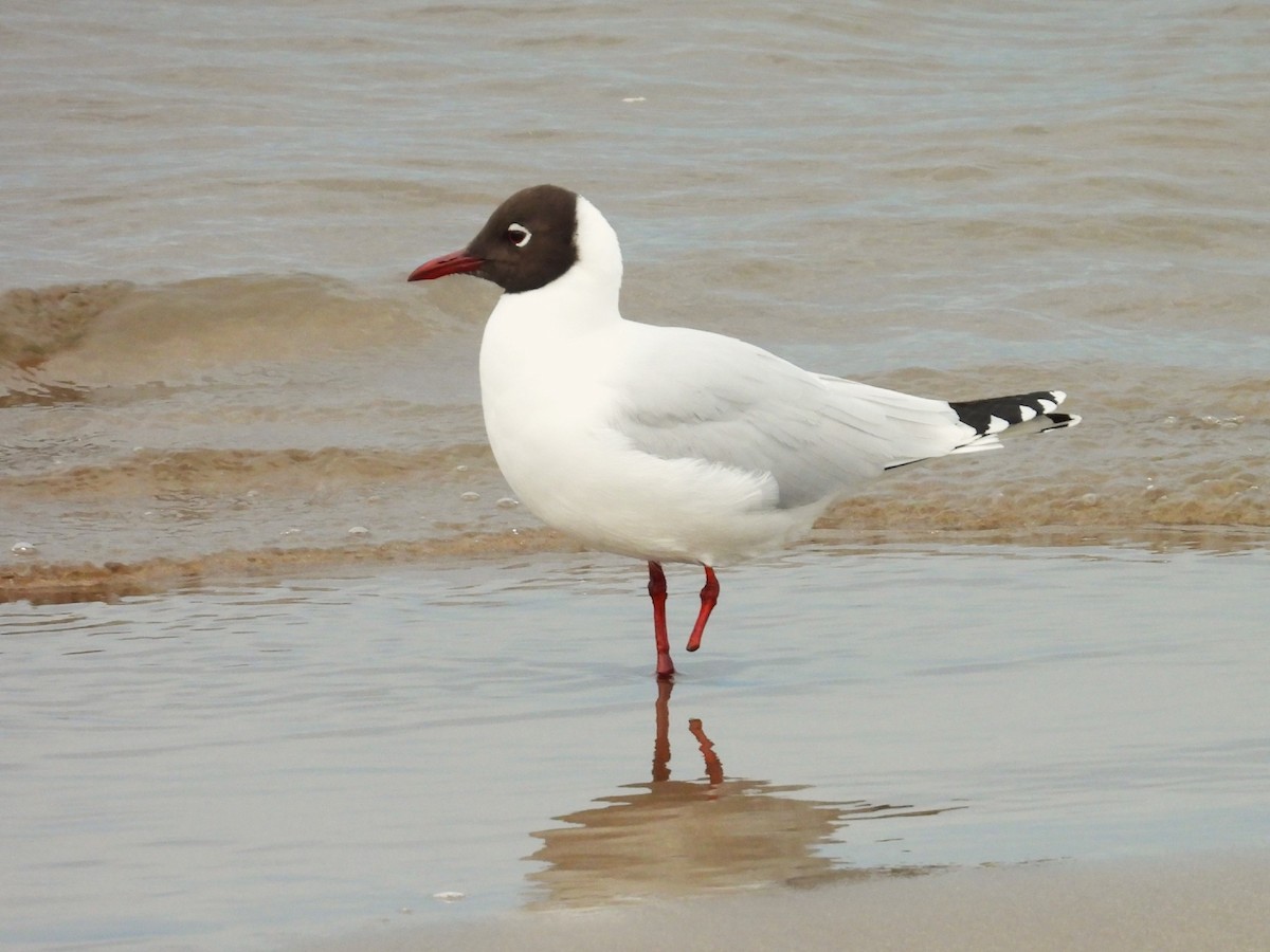 Brown-hooded Gull - ML622678913