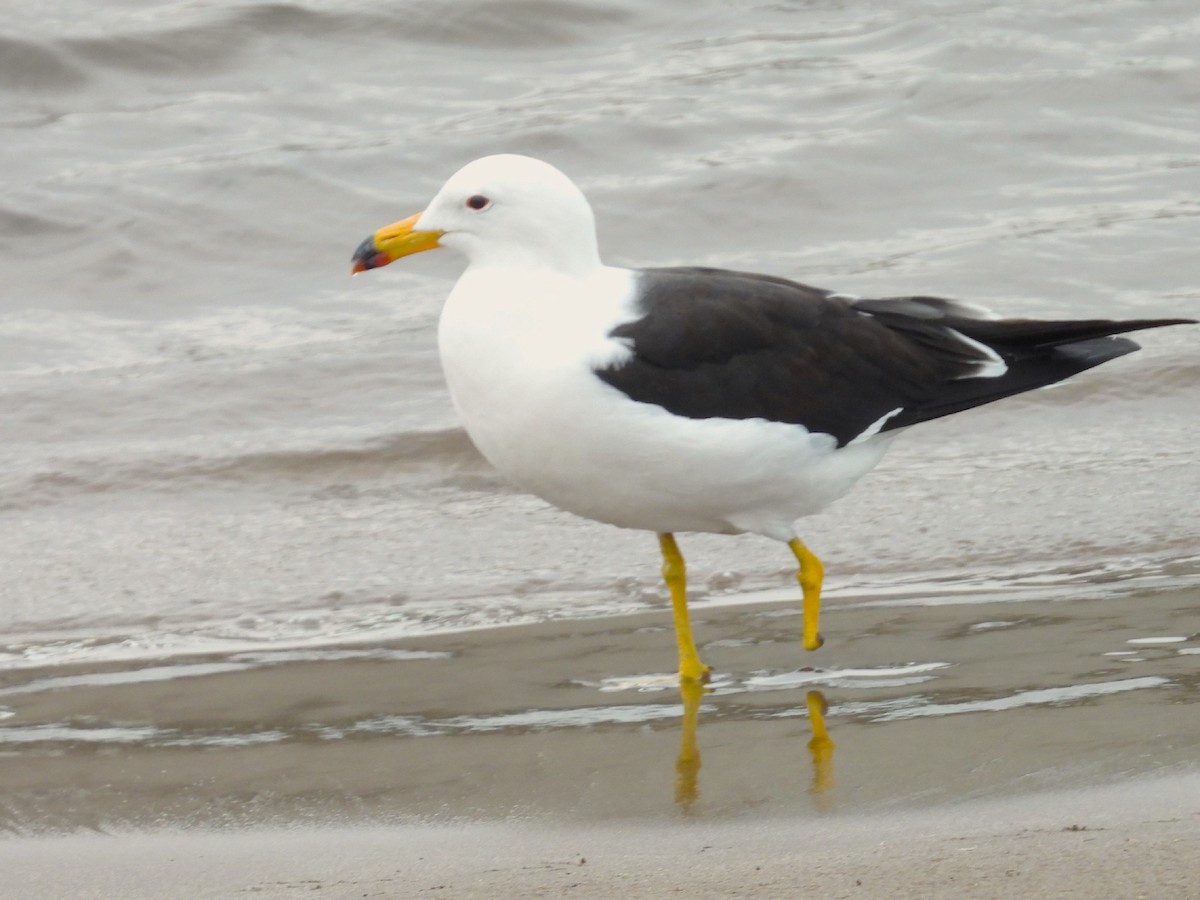 Olrog's Gull - ML622678935