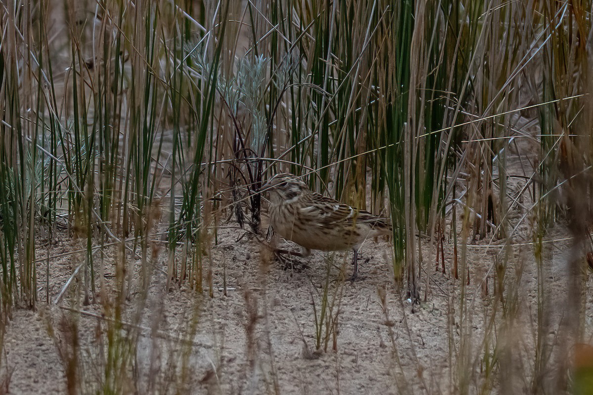 Smith's Longspur - Theresa Ray