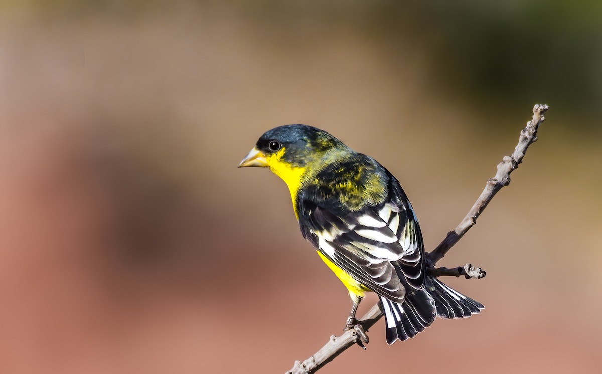 Lesser Goldfinch - ML622678955