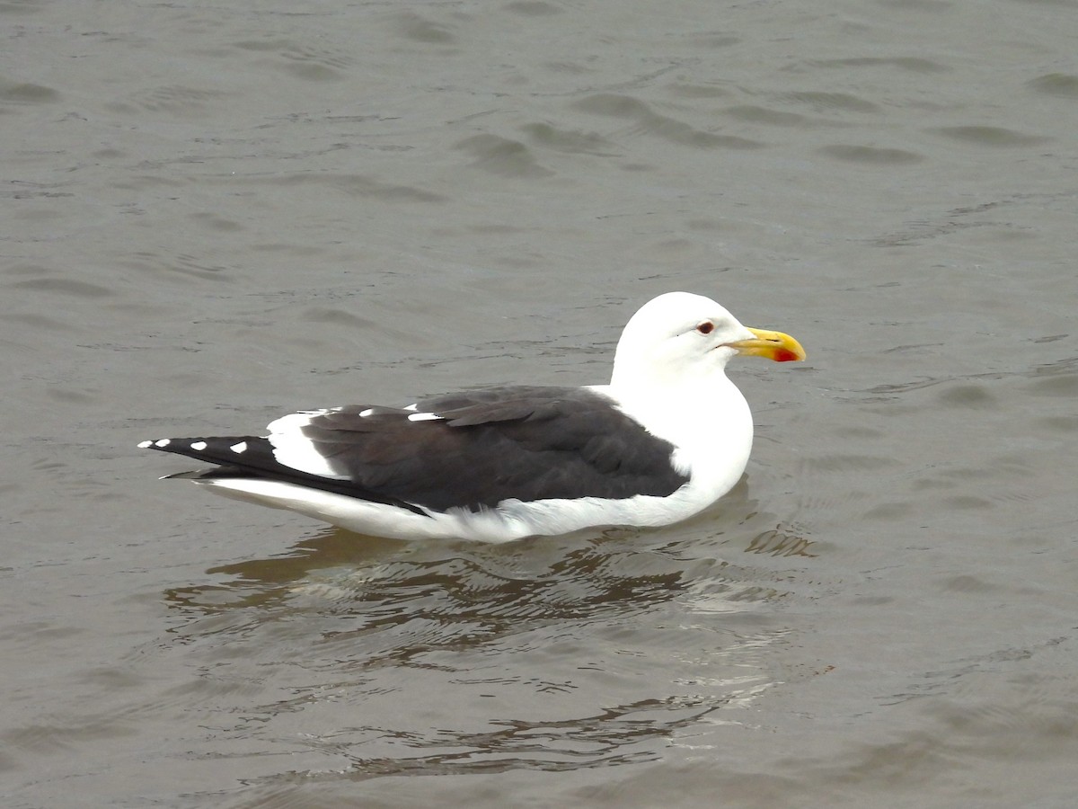 Kelp Gull - Horacio García