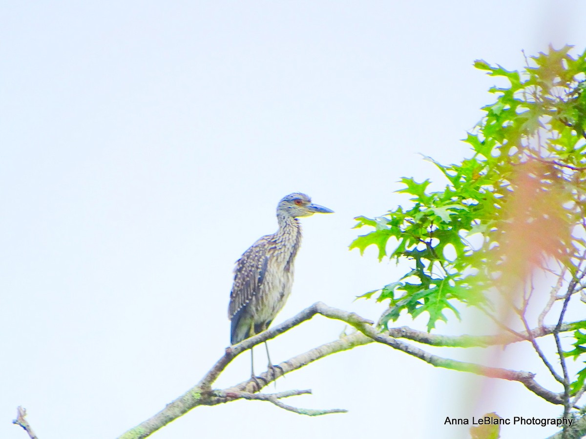 Yellow-crowned Night Heron - ML622678957