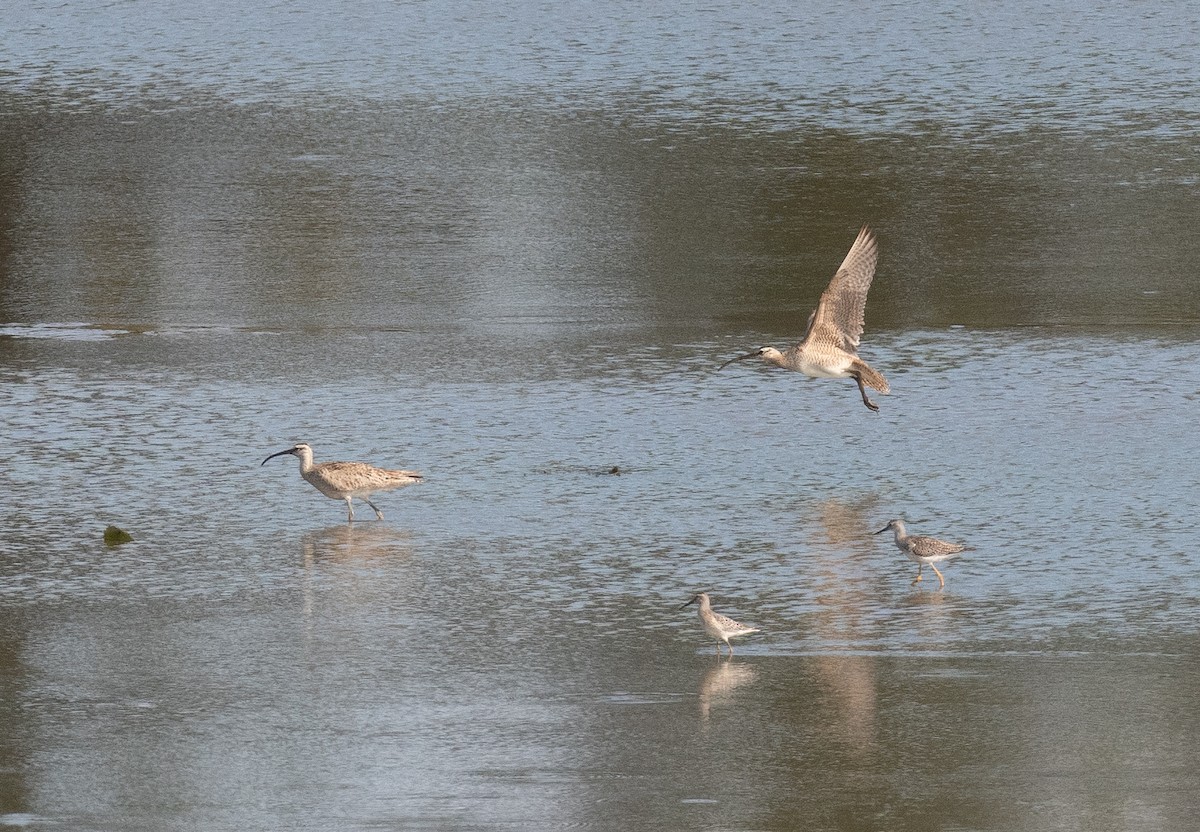 Whimbrel - Henry  Trimpe