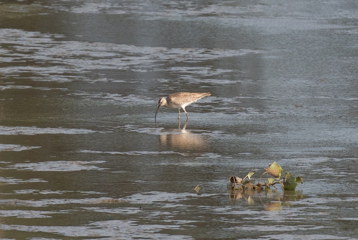 Whimbrel - Henry  Trimpe