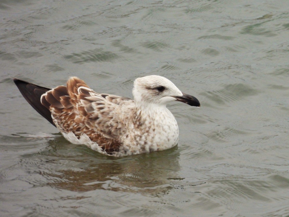 Kelp Gull - ML622678972