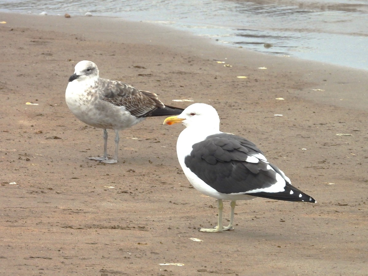 Kelp Gull - ML622678974