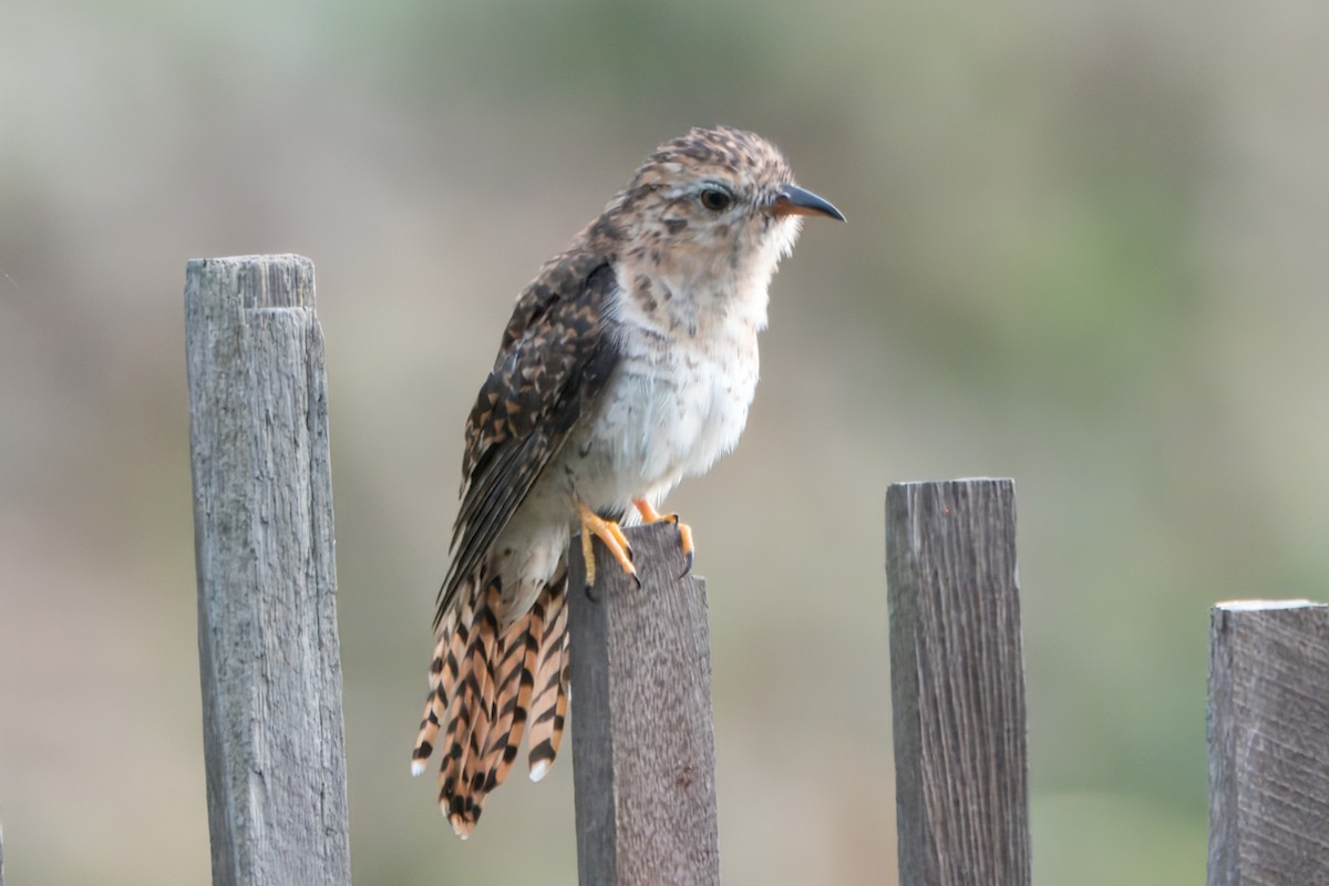 Plaintive Cuckoo - ML622678984