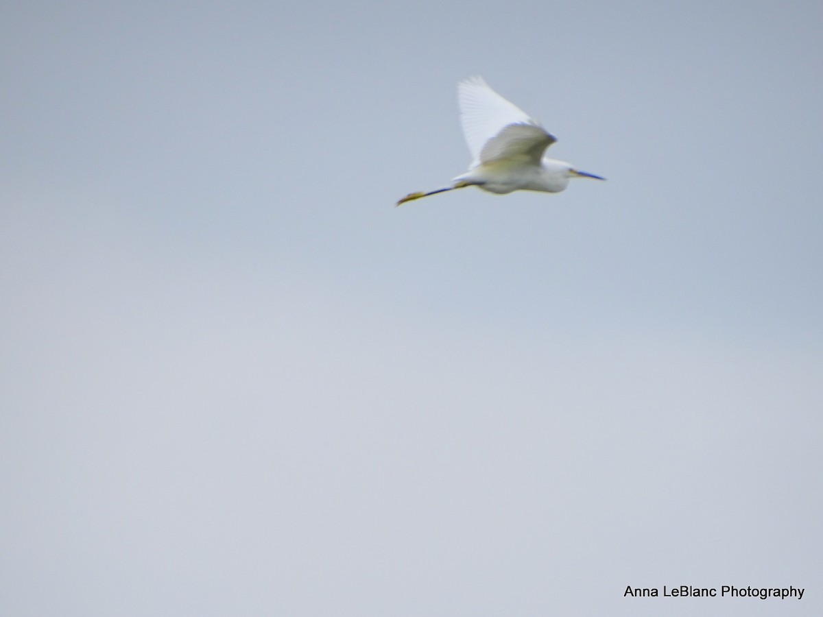 Snowy Egret - ML622678988