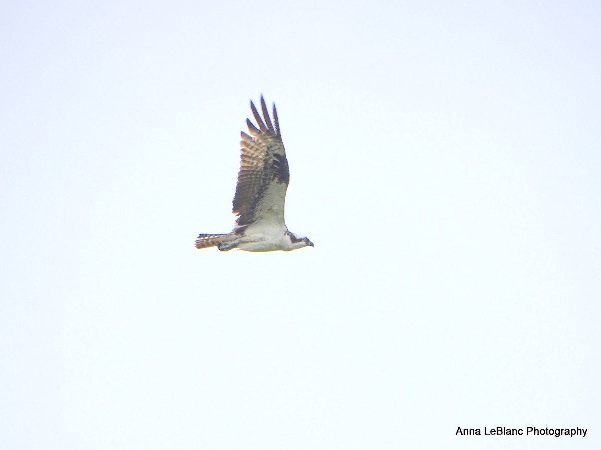 Osprey (carolinensis) - ML622679022