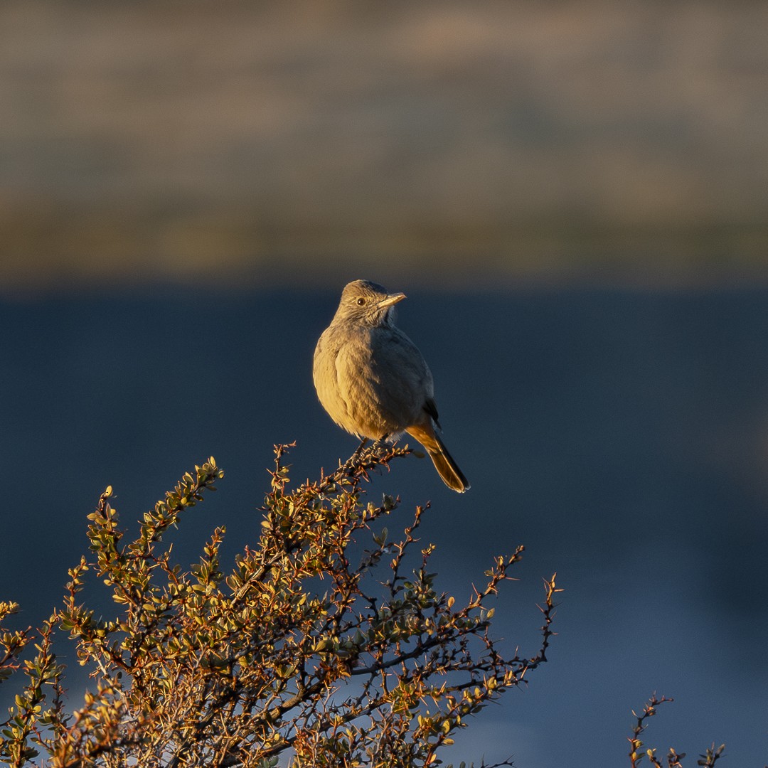 Great Shrike-Tyrant - ML622679027