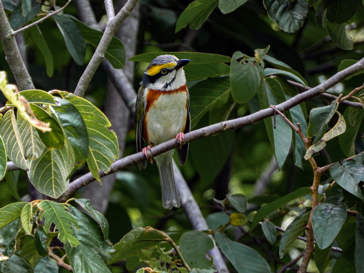 Chestnut-sided Shrike-Vireo - ML622679034