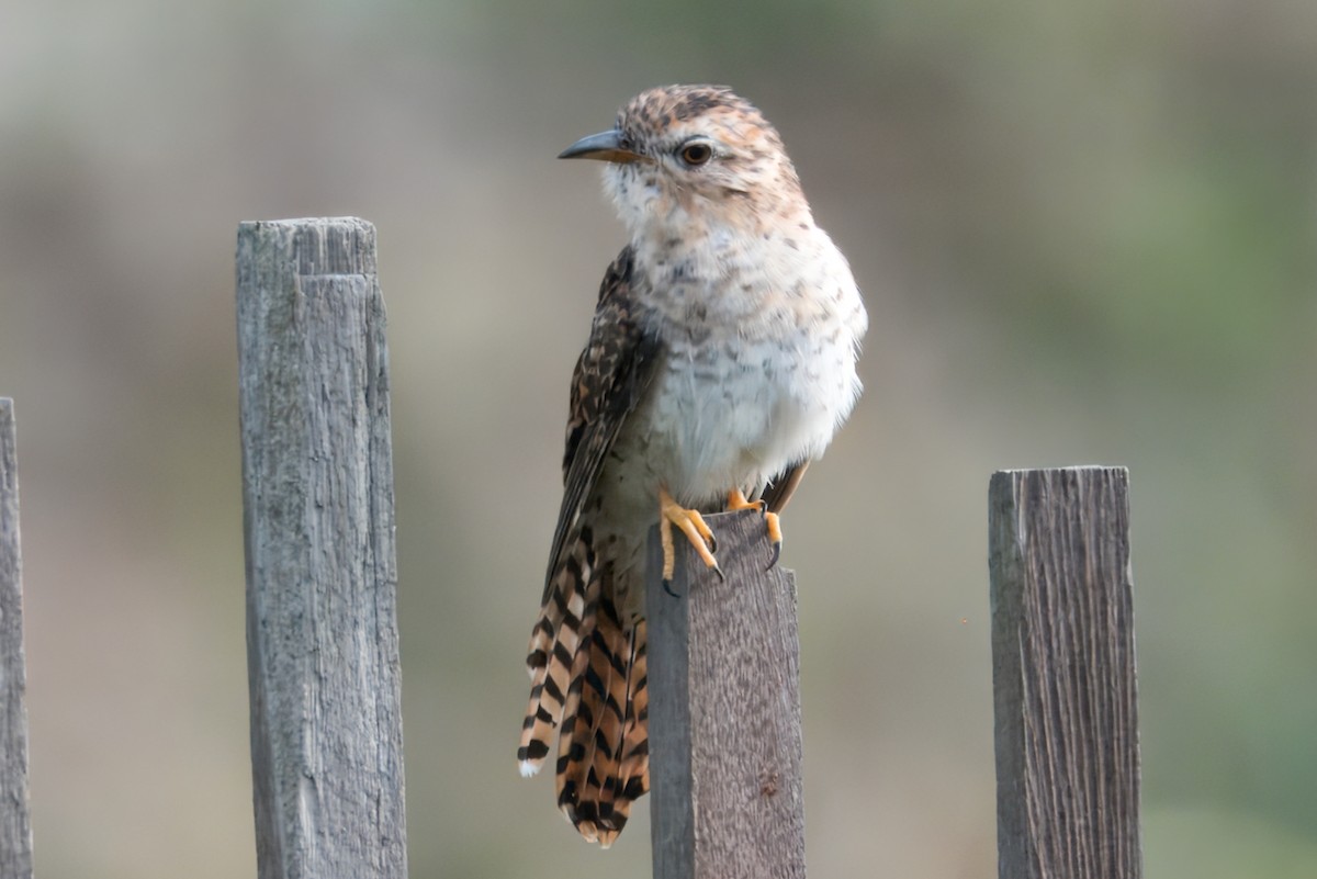 Plaintive Cuckoo - ML622679044