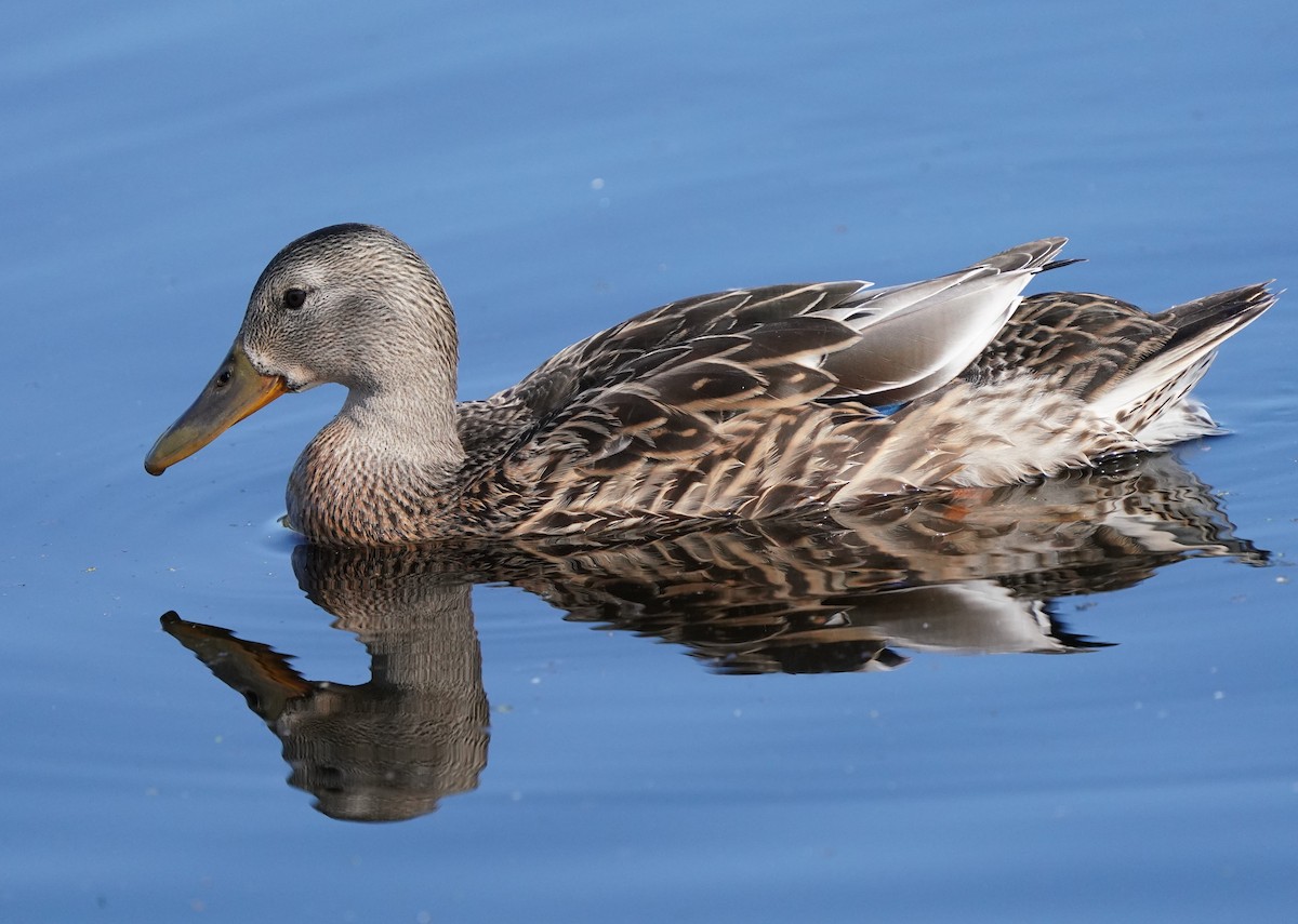 Mallard - Richard Block