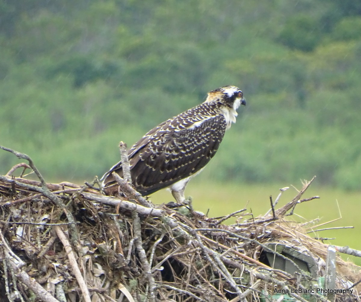 Águila Pescadora (carolinensis) - ML622679064