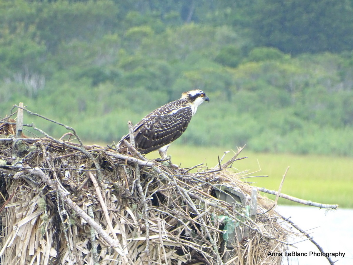 Águila Pescadora (carolinensis) - ML622679071