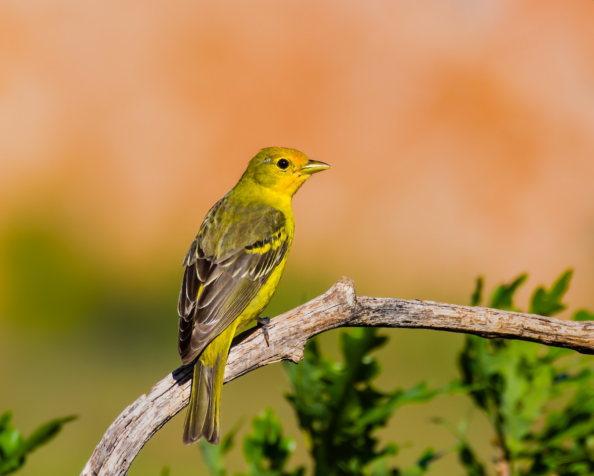 Western Tanager - ML622679103