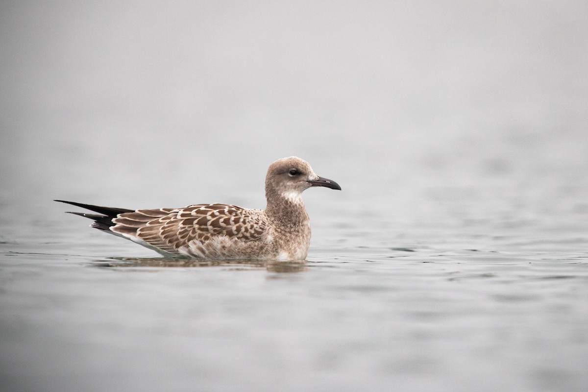 Laughing Gull - Cameron Johnson