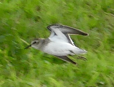 Semipalmated Plover - ML622679115