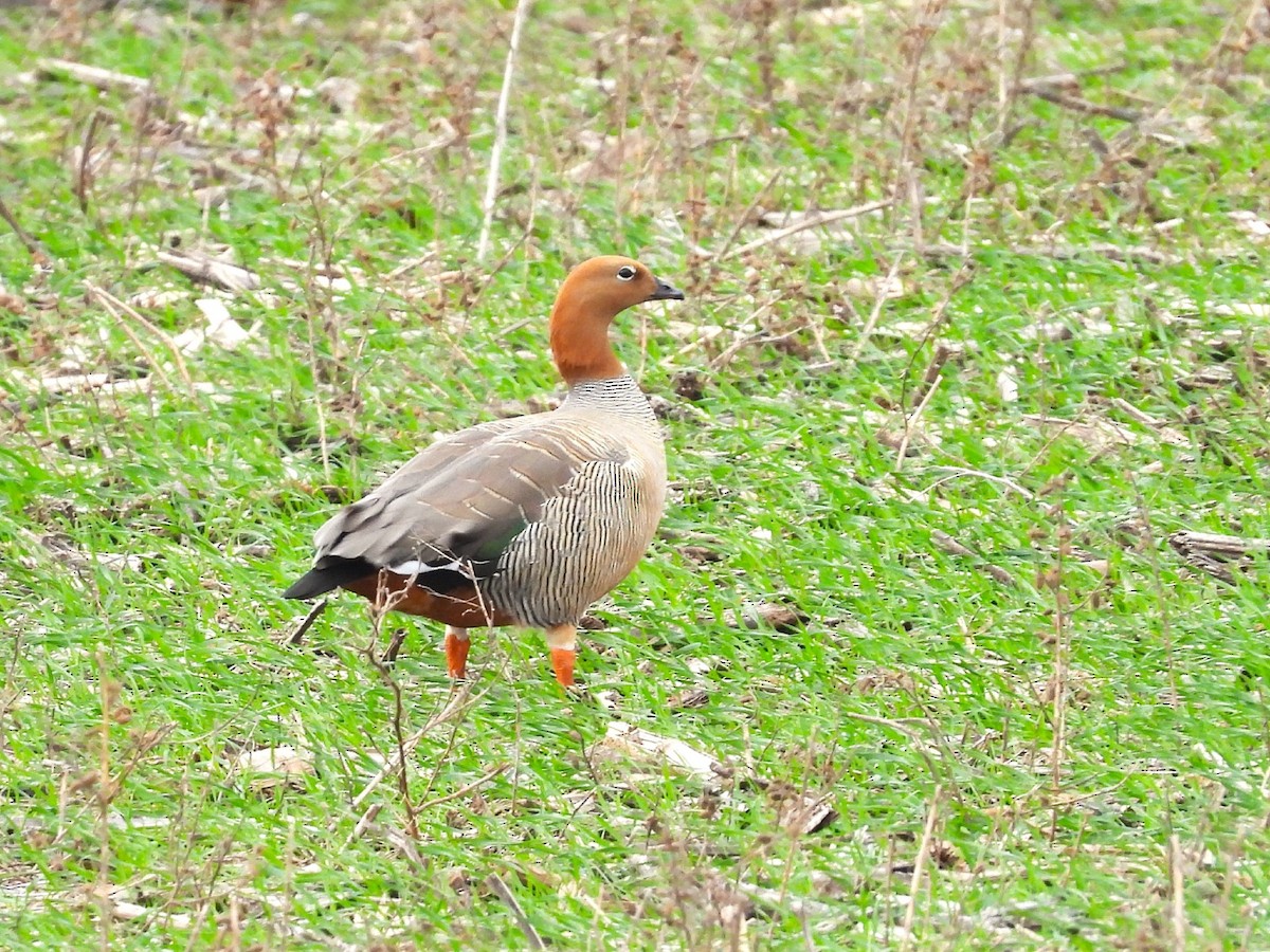 Ouette à tête rousse - ML622679117