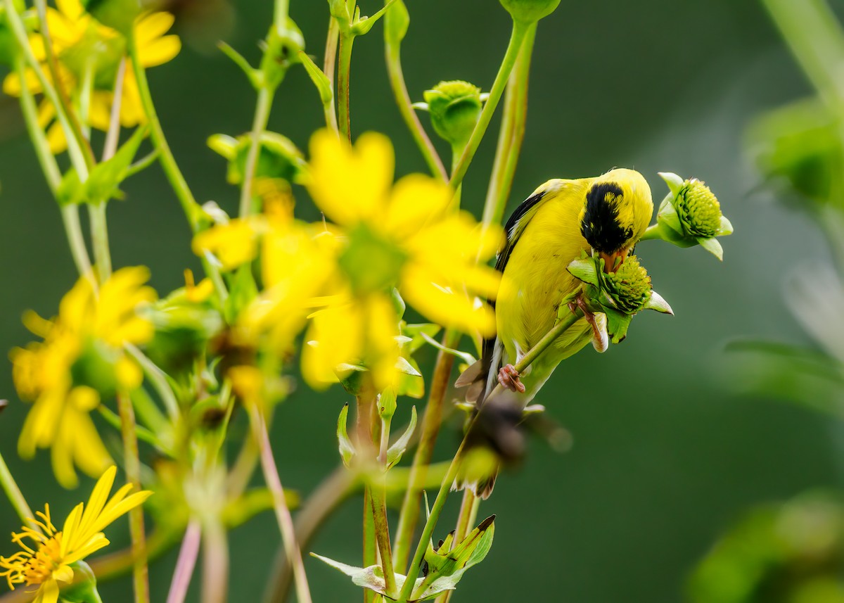 Chardonneret jaune - ML622679167