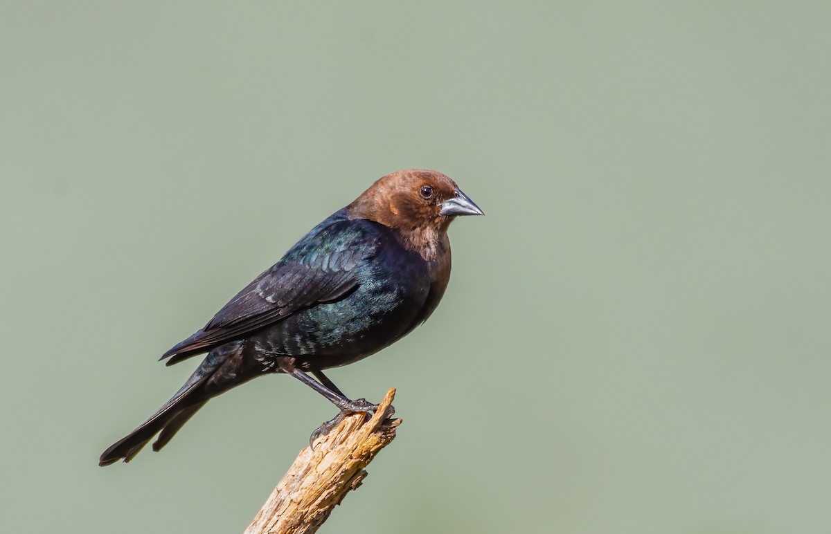 Brown-headed Cowbird - ML622679223