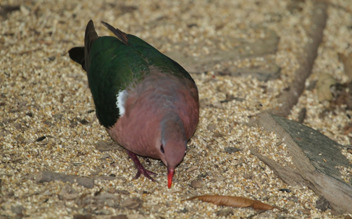 Pacific Emerald Dove - ML622679237