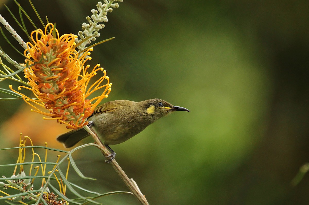 Yellow-spotted Honeyeater - Scott Watson