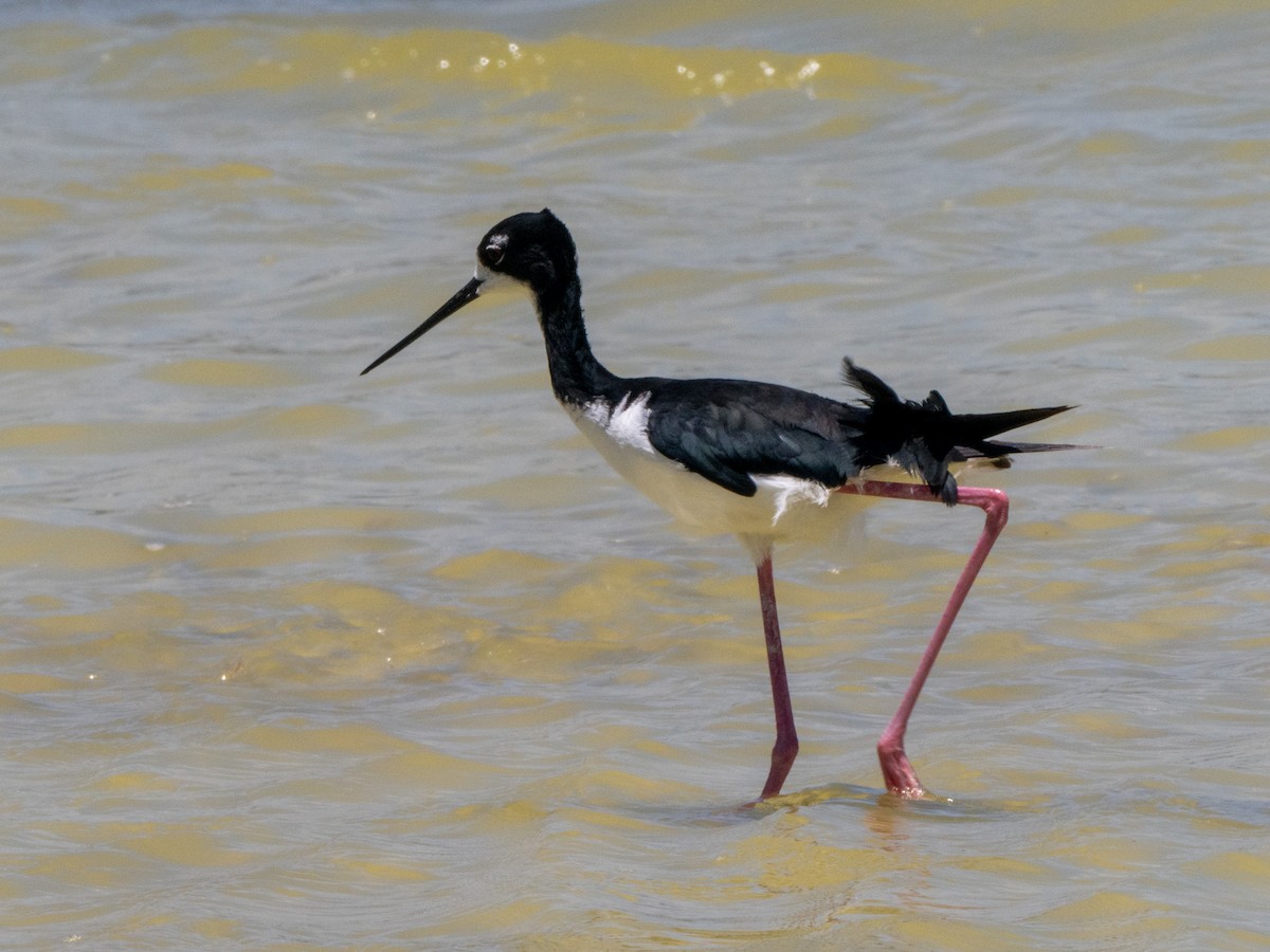 Cigüeñuela Cuellinegra (Hawaiana) - ML622679347