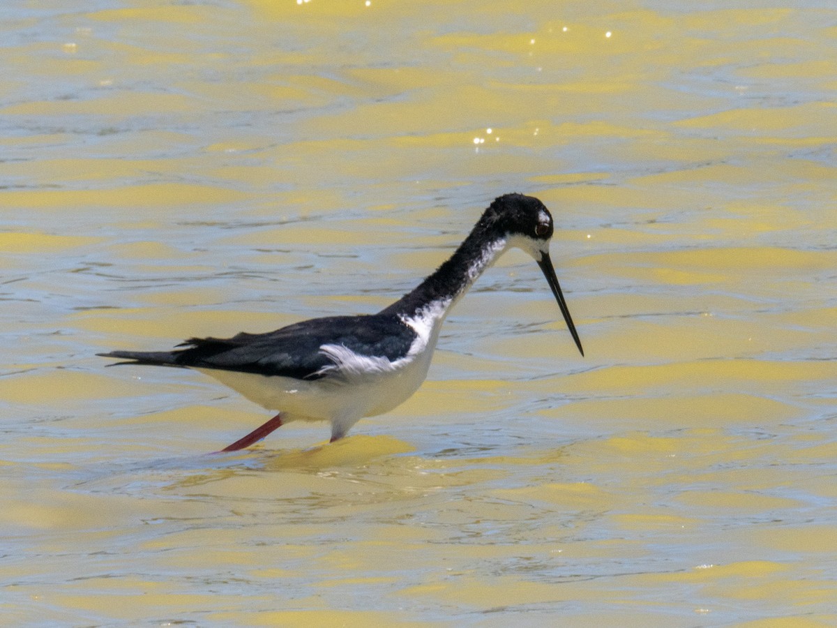 Black-necked Stilt (Hawaiian) - ML622679352