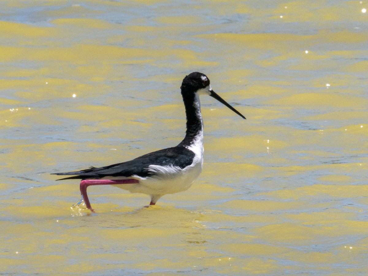 Cigüeñuela Cuellinegra (Hawaiana) - ML622679353