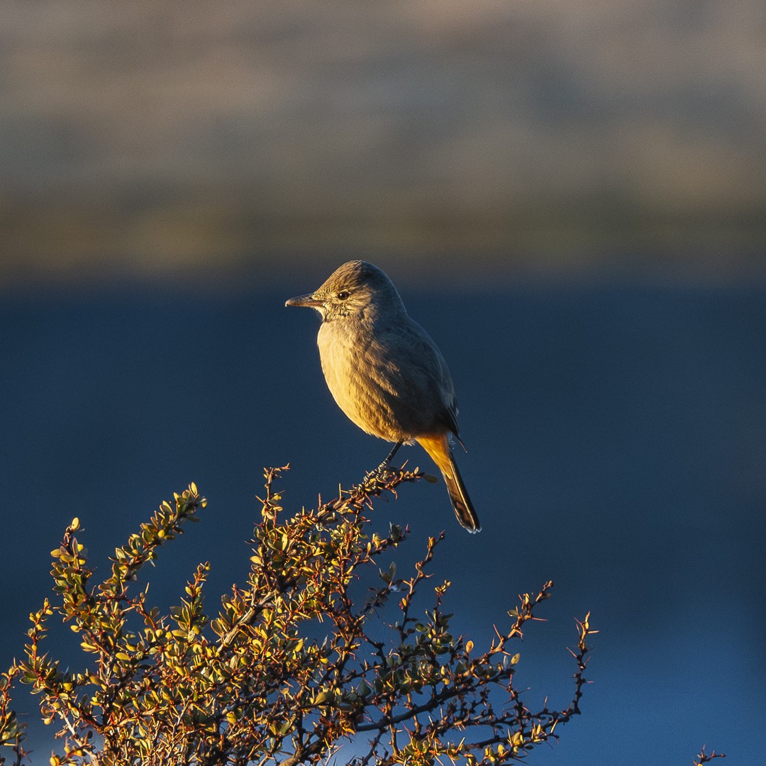 Great Shrike-Tyrant - ML622679409