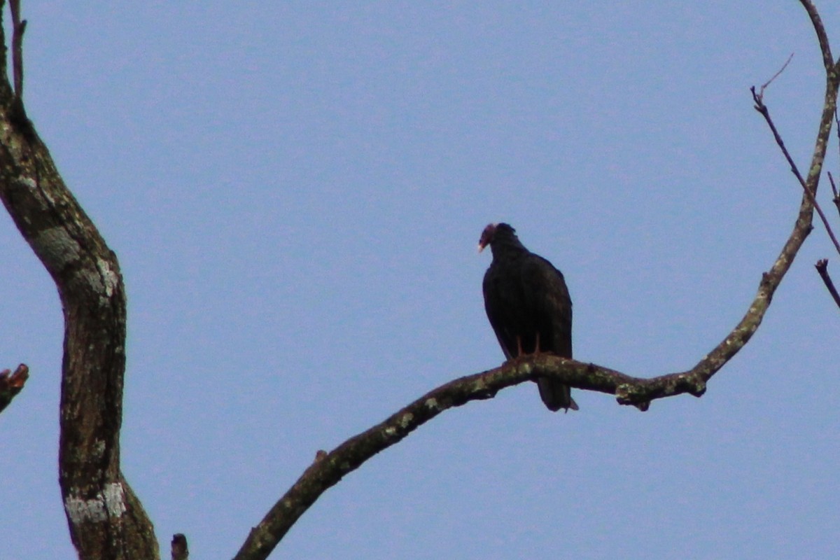 Turkey Vulture (Tropical) - Tommy DeBardeleben