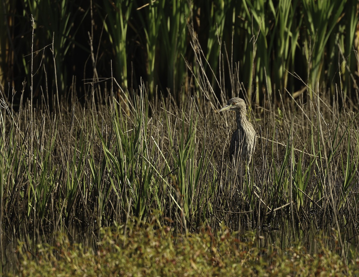 Black-crowned Night Heron - Bill Hubick