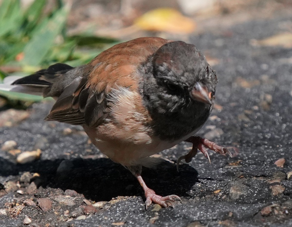 Dark-eyed Junco - Richard Block