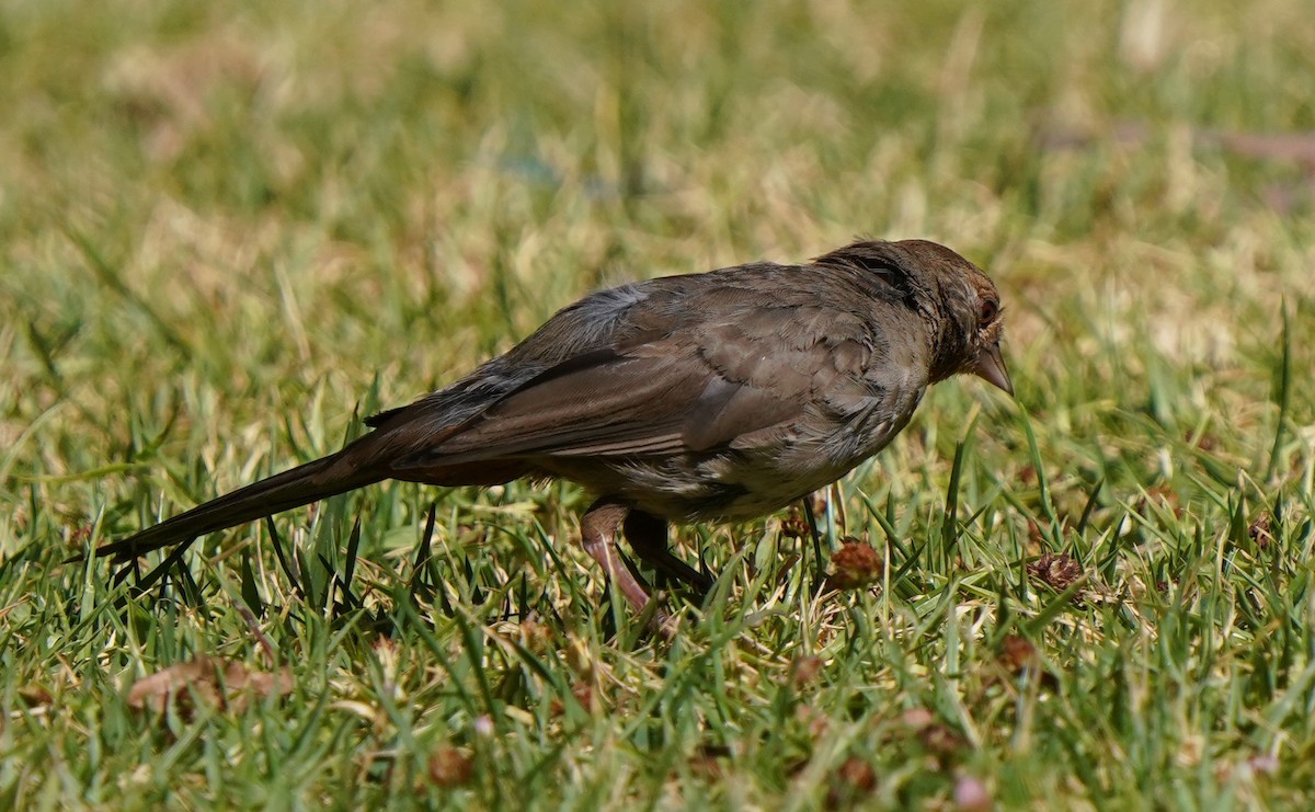 California Towhee - Richard Block