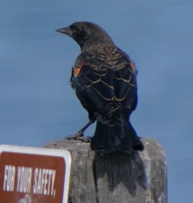 Red-winged Blackbird - Richard Block