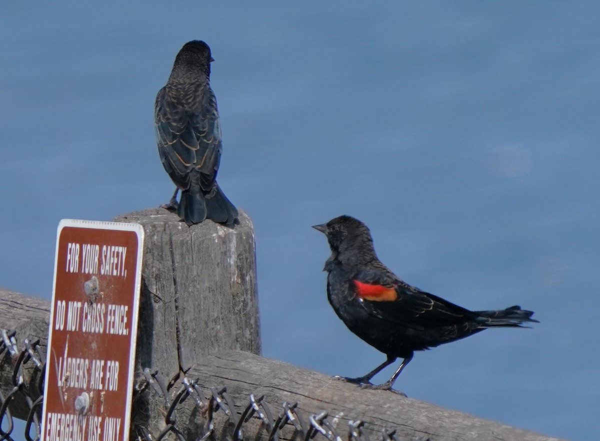 Red-winged Blackbird - Richard Block