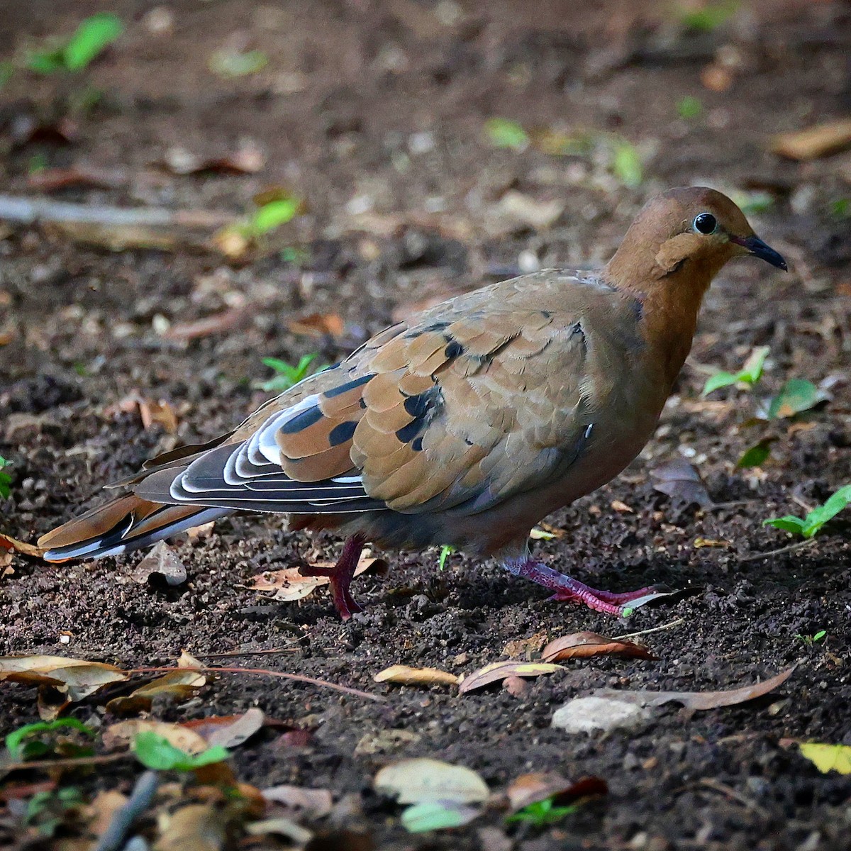 Zenaida Dove - ML622679528