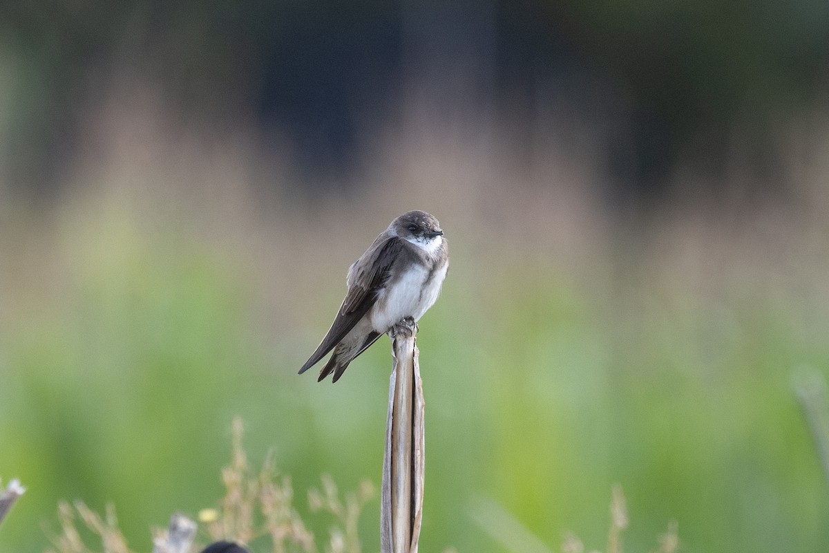 Bank Swallow - ML622679532