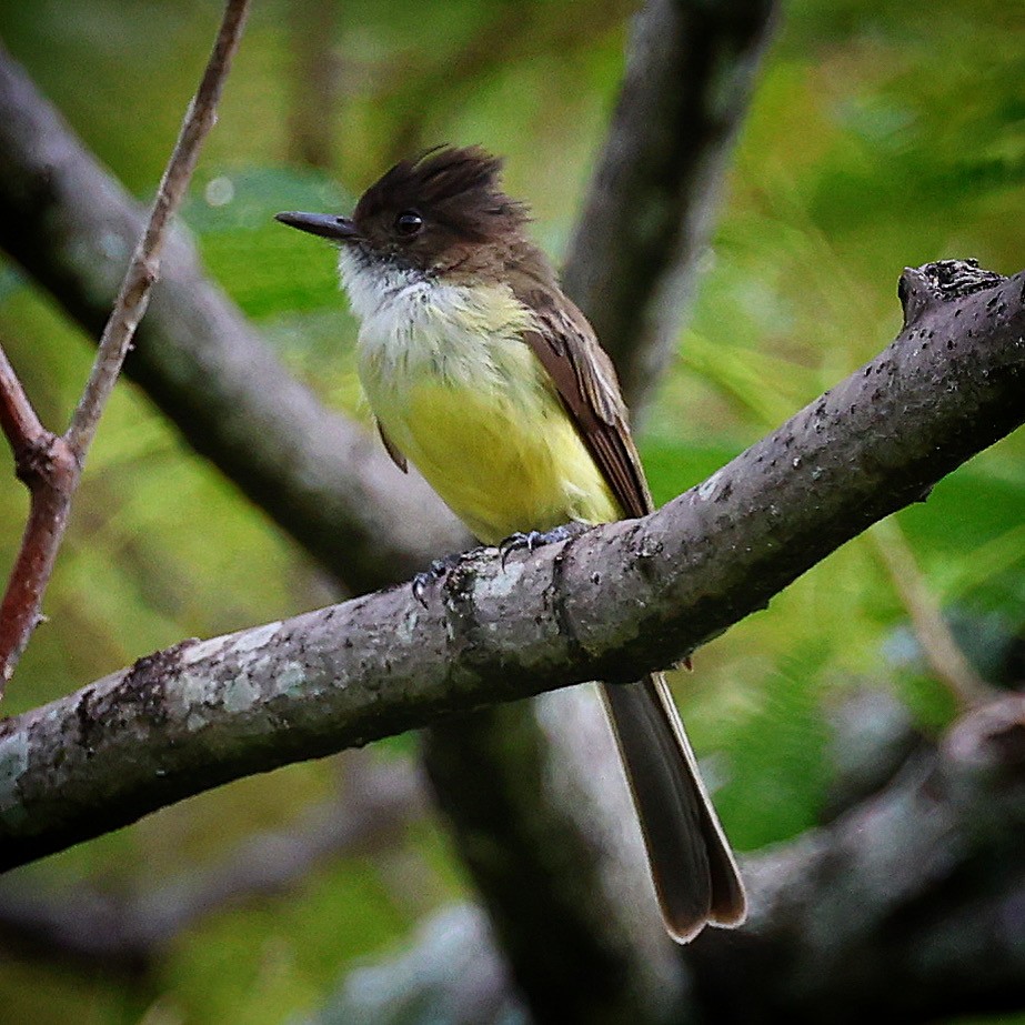 Sad Flycatcher - ML622679573