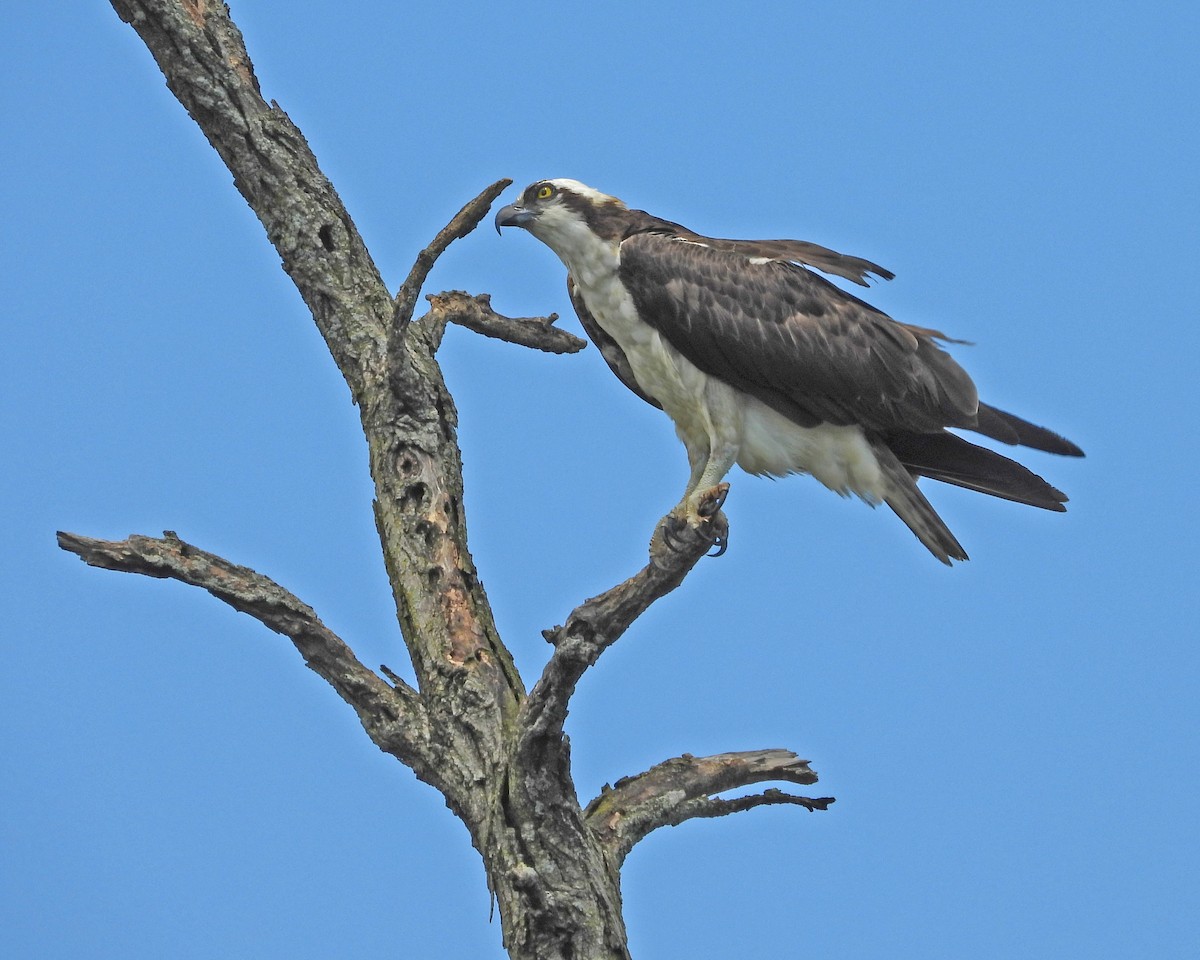 Águila Pescadora - ML622679599