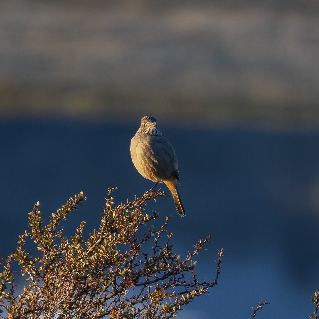 Great Shrike-Tyrant - ML622679638