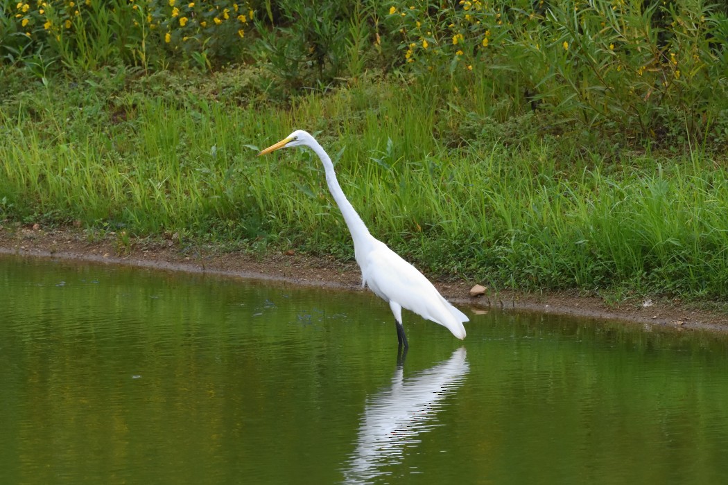 Great Egret - ML622679681