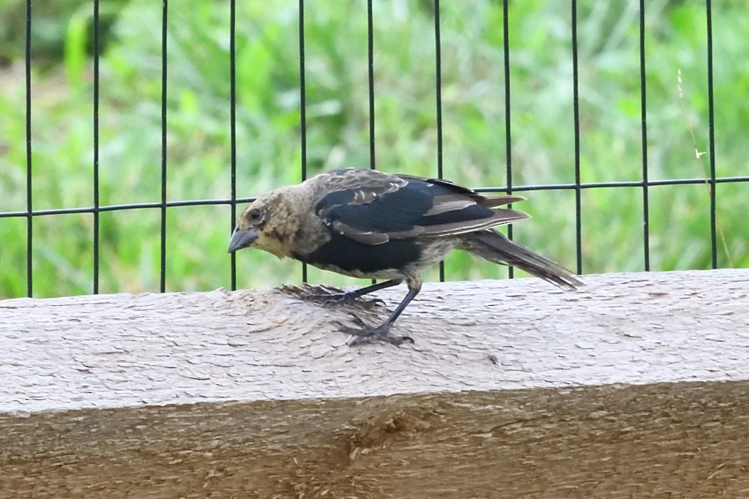 Brown-headed Cowbird - ML622679688