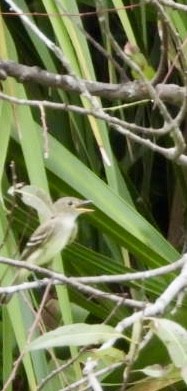 Alder Flycatcher - ML622679737