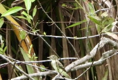 Alder Flycatcher - ML622679738